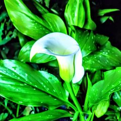 Calla Lily Zantedeschia SALE