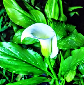 Calla Lily Zantedeschia SALE