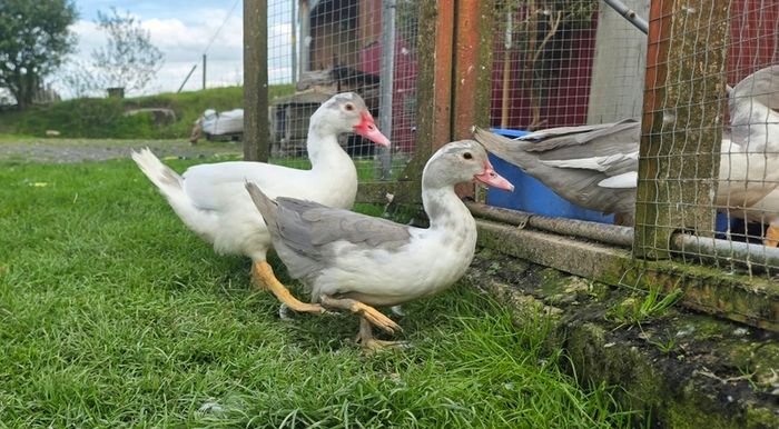 Muscovy ducks 3 months old