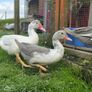 Muscovy ducks 3 months old Image 5