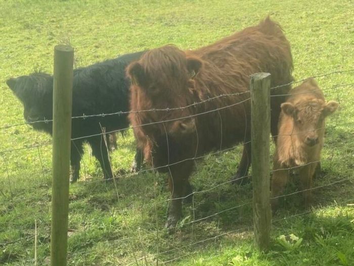 Miniature Highland Cows with calves at foot