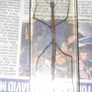Beautiful Vietnamese Stick Insect Encased in a Clear Resin Block Image 2