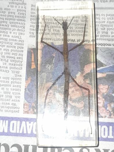 Beautiful Vietnamese Stick Insect Encased in a Clear Resin Block