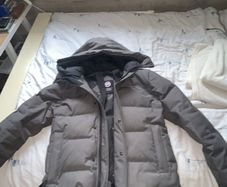 canada goose