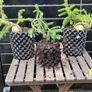 Bonsai spruce trees Image 6