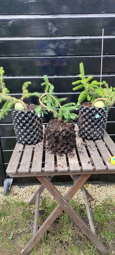 Bonsai spruce trees