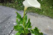 Beautiful White Flower