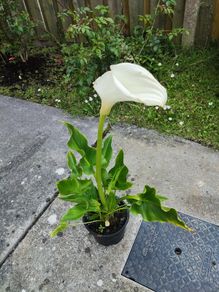 Beautiful White Flower