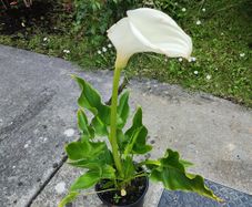 Beautiful White Flower