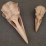 1/1  resin copy of a raven and a crow skull. Image 5