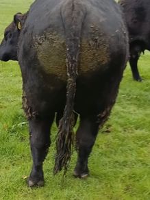 Angus bull