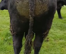 Angus bull
