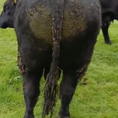 Angus bull