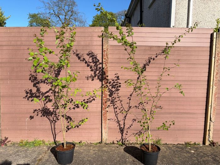 Katsura Tree / Japanese Katsura - Cercidiphyllum japonicum