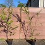 Katsura Tree / Japanese Katsura - Cercidiphyllum japonicum Image 5