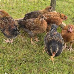 Welsummer off heat Chicks