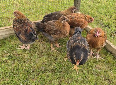 Welsummer off heat Chicks