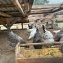 laying hens Image 6