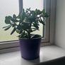 Jade plant Image 2