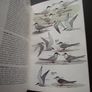 1987 "Field Guide To The Birds Of North America - National Geographic Society" Image 10