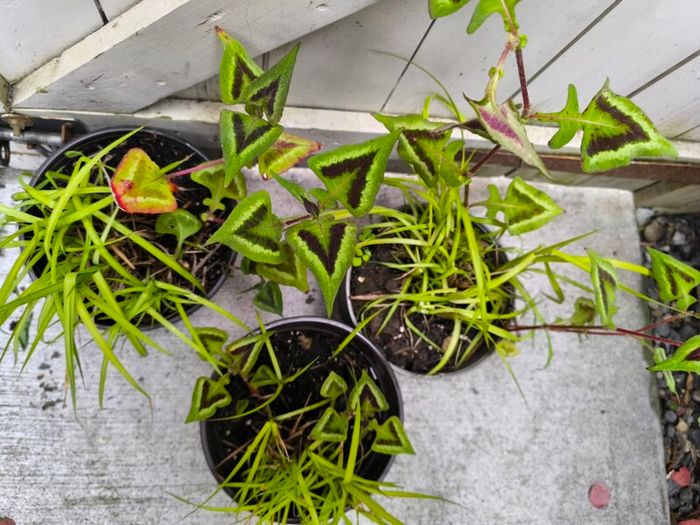 garden plants