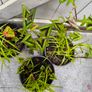 garden plants Image 2