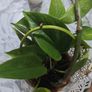 pothos plant Image 2
