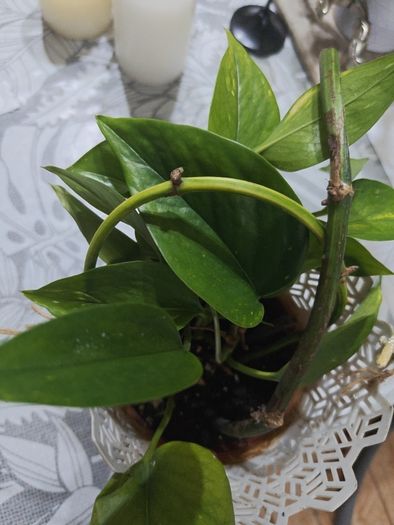 pothos plant