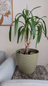 90cm Yucca Plant + Large Decorative Pot