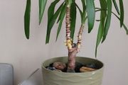 90cm Yucca Plant + Large Decorative Pot