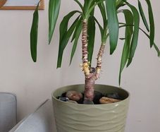 90cm Yucca Plant + Large Decorative Pot