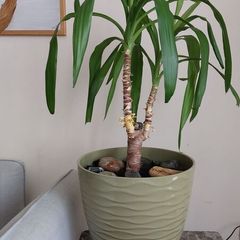 90cm Yucca Plant + Large Decorative Pot