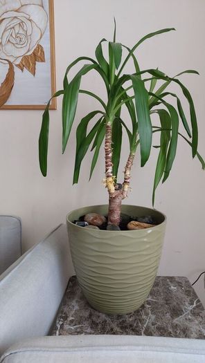 90cm Yucca Plant + Large Decorative Pot