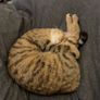 cat Image 2