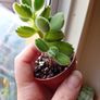 Bear Paw Succulent Image 2