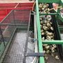 Fodder Beet Image 3