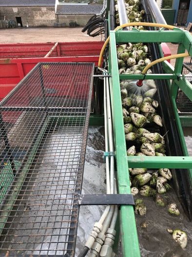 Fodder Beet