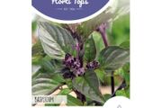 HT Cinnamon Basil Seeds 1.5g | Sow May - July
