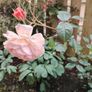 Rose  plant Image 9