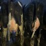 Fresh calved heifers Image 3
