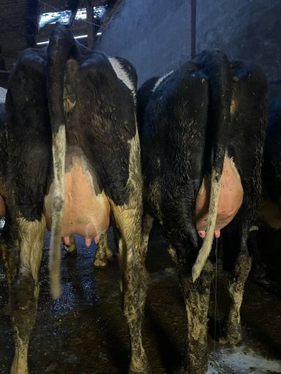 Fresh calved heifers