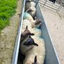 Ewe lambs for sale Image 6