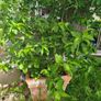 free mature shrub Image 2
