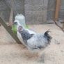 Chickens Image 2