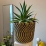 cacti Image 2