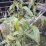 Black stem bamboo Image 6