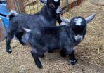Pure breed Pygmy kids