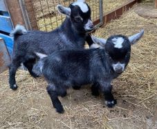 Pure breed Pygmy kids