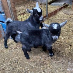 Pure breed Pygmy kids