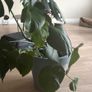 Large Monstera / Swiss Cheese Plant Image 4